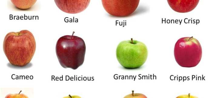 Gala apple nutrition facts